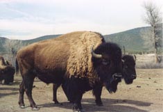 Picuris Pueblo Bison Program